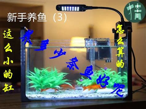 魚養幾隻好|【魚要養幾隻比較好】家裡養幾條魚財運好？養單數吉利還是雙。